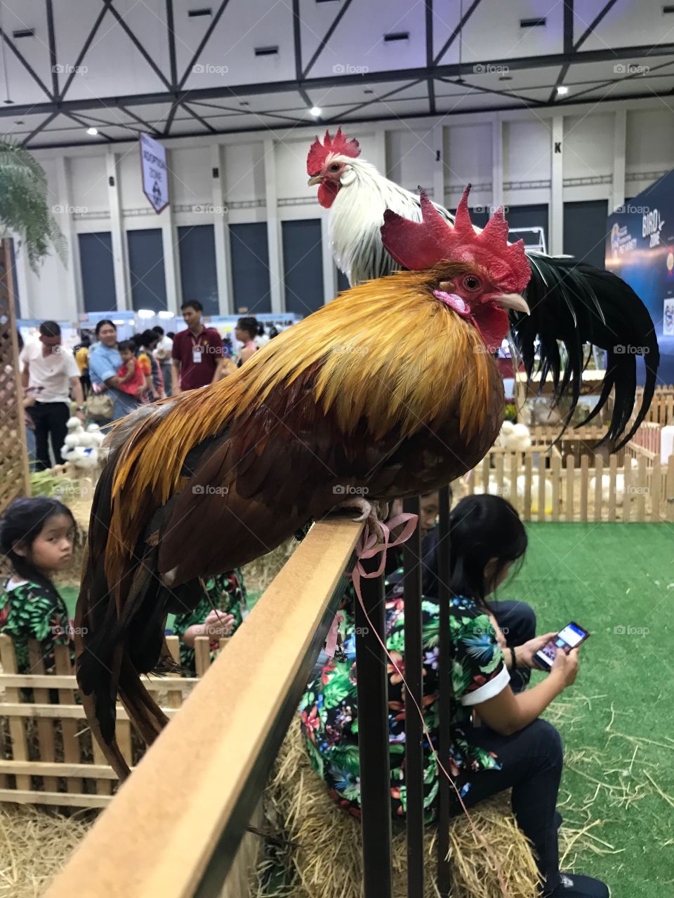 Cocks in the expo of thailand