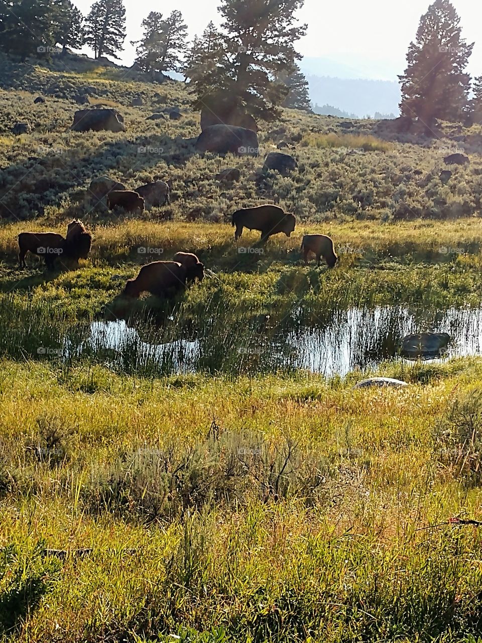 bison meadow