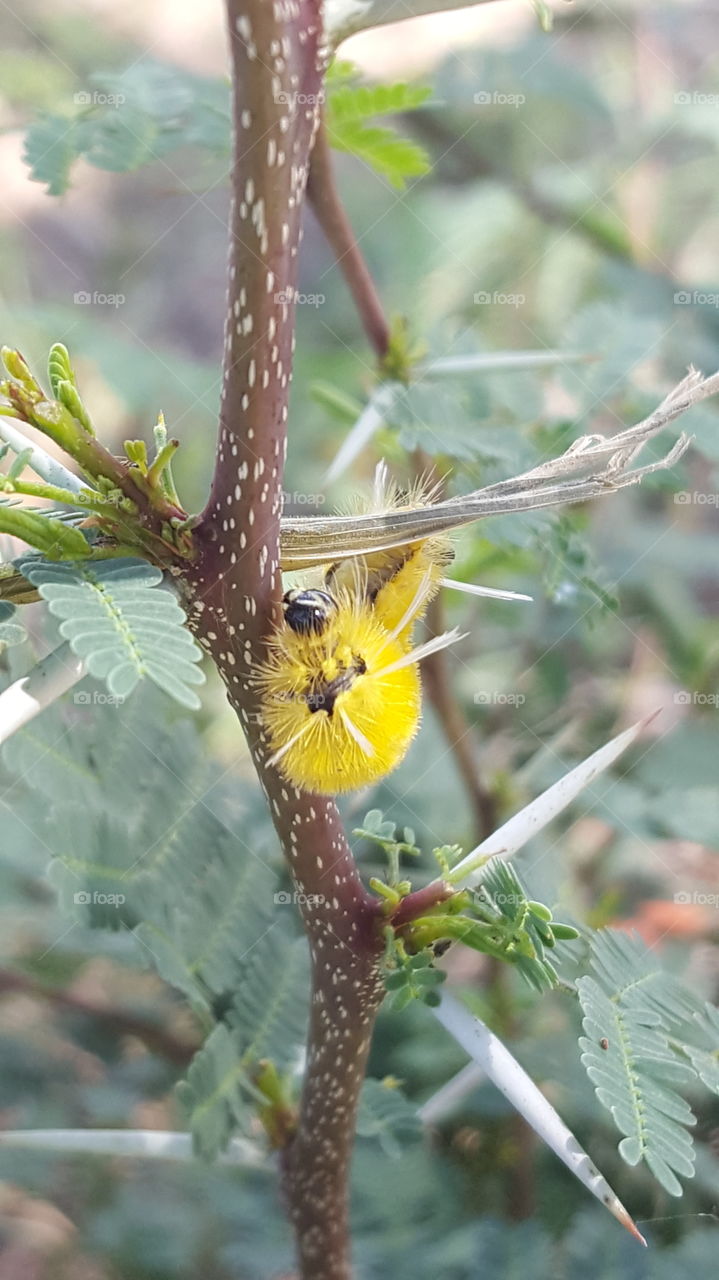 yellow caterpillar on thorny branch, south texas