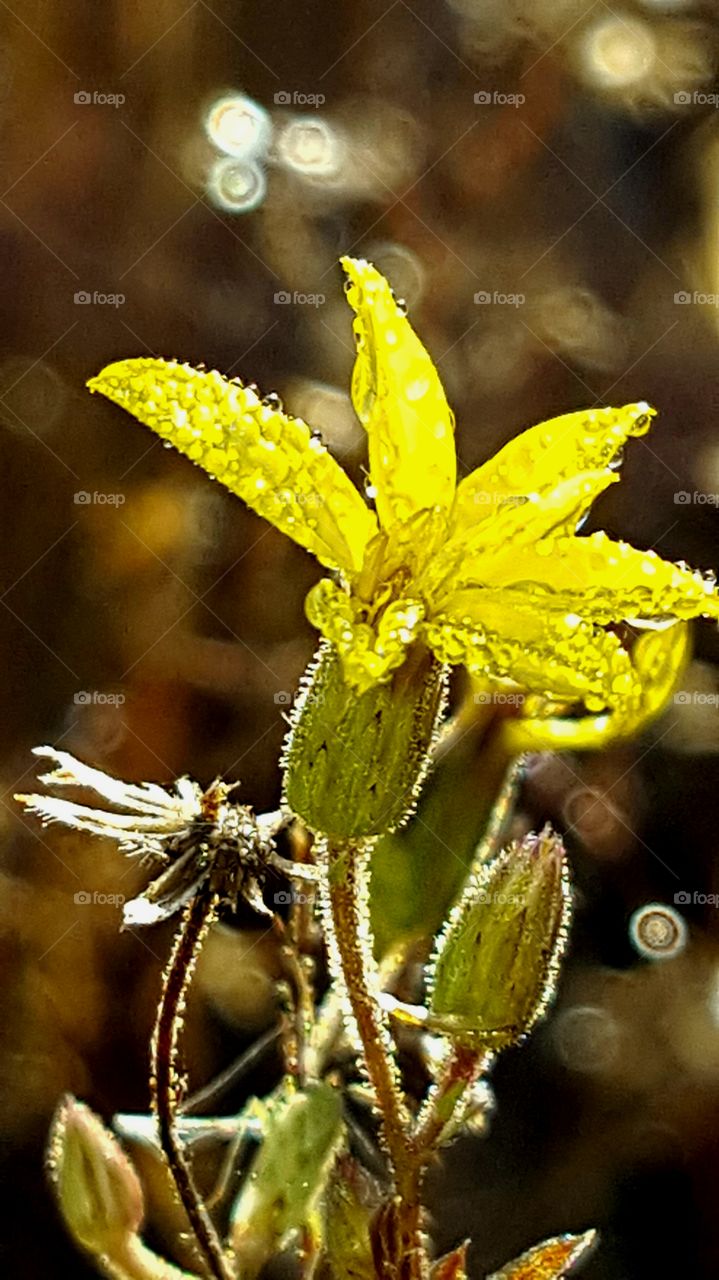 Nature, No Person, Flower, Leaf, Flora