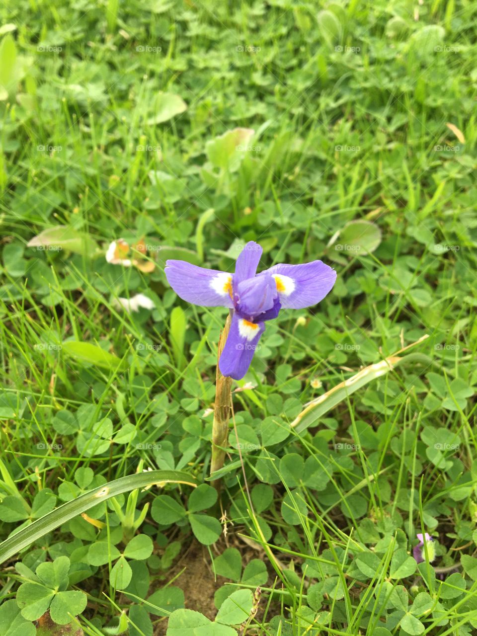 Bud of tiny wild iris