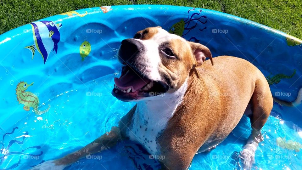 dog in pool