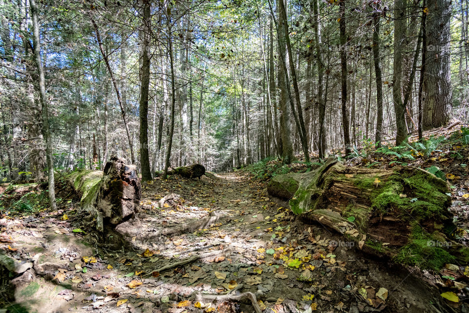 Long Creek Falls tra in l