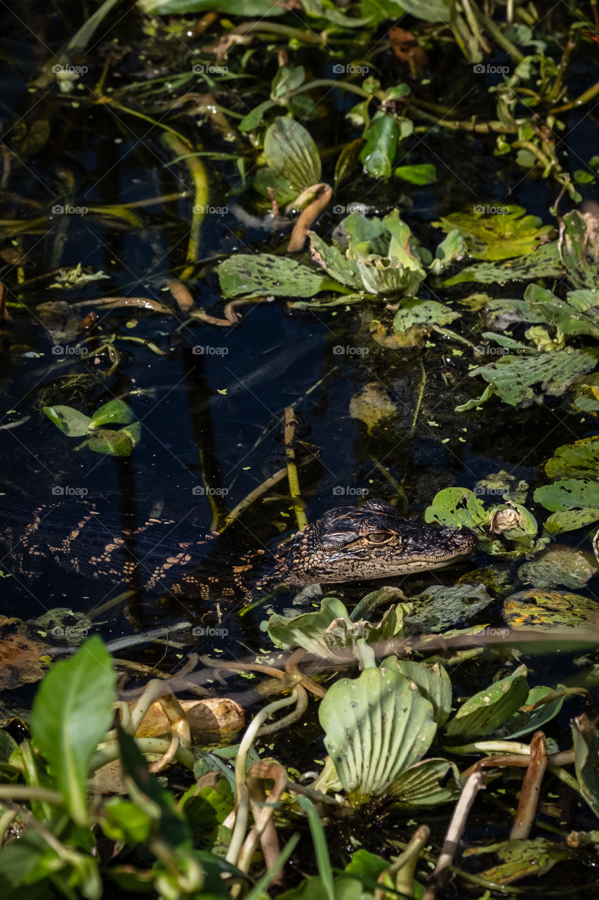 A baby alligator at Florida’s Circle B Bar Reserve 
