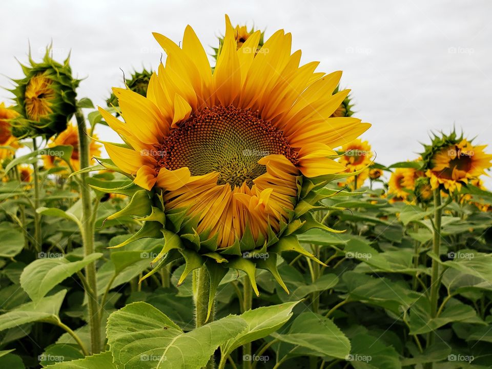 half-open sunflower