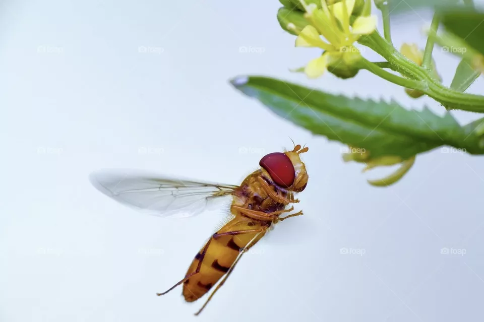 Bee