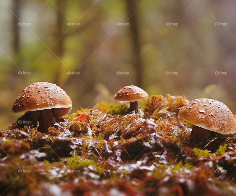 Mushrooms in the forest, digital art😍🍄