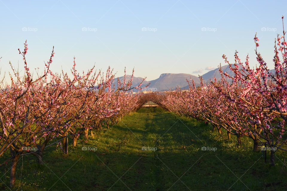 blooming trees in spring