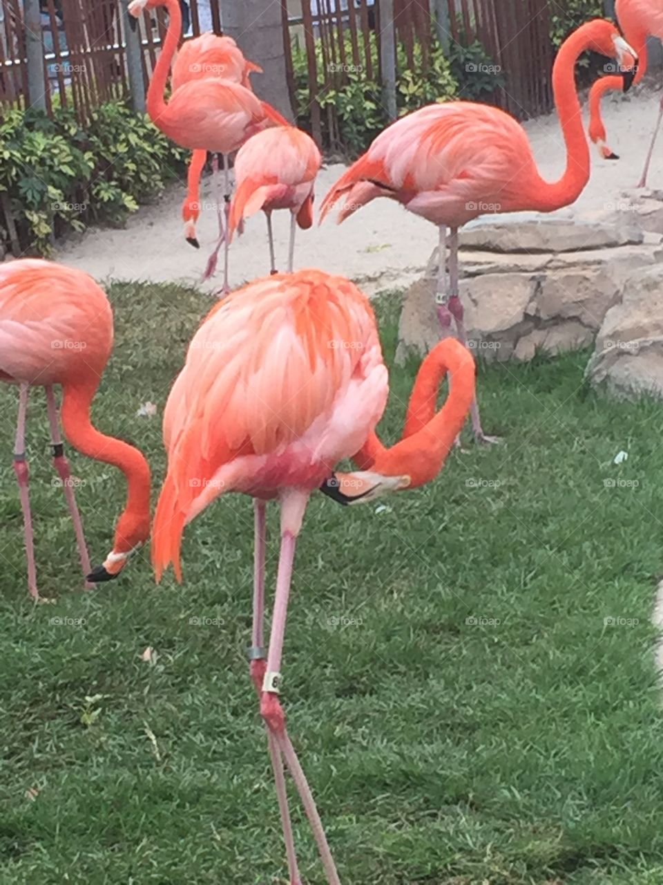 Flamingos