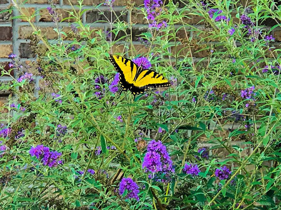 Summer Butterfly