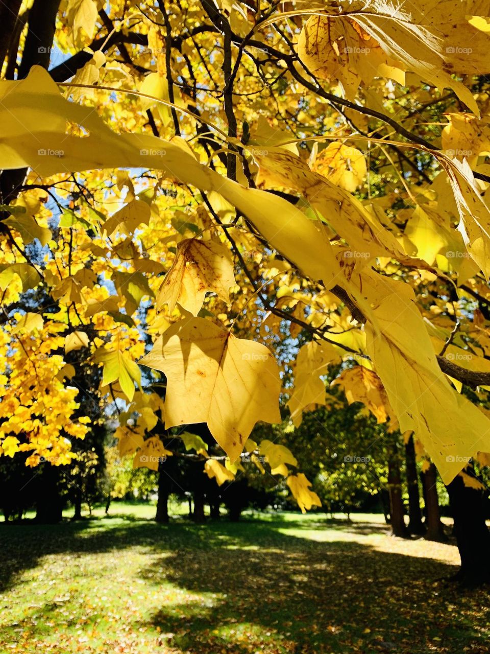 spectacular backlight on the branches of lyriodendron laden with yellow autumn leaves