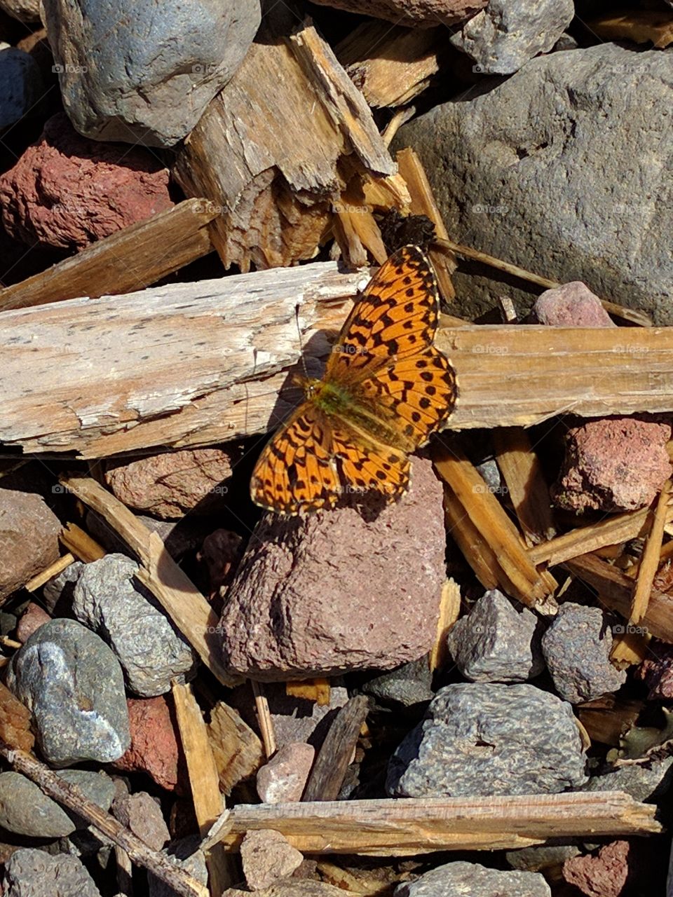 orange butterfly
