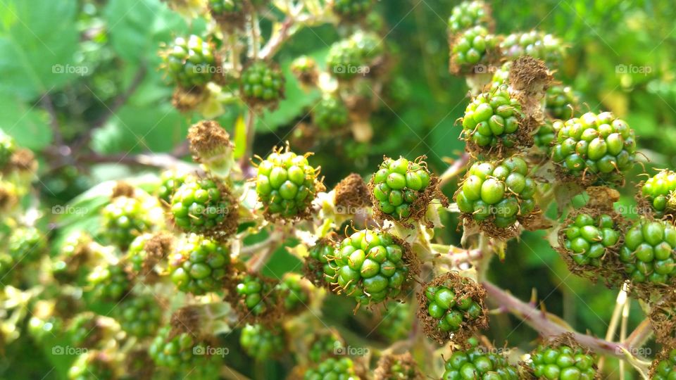 Colorful Berries