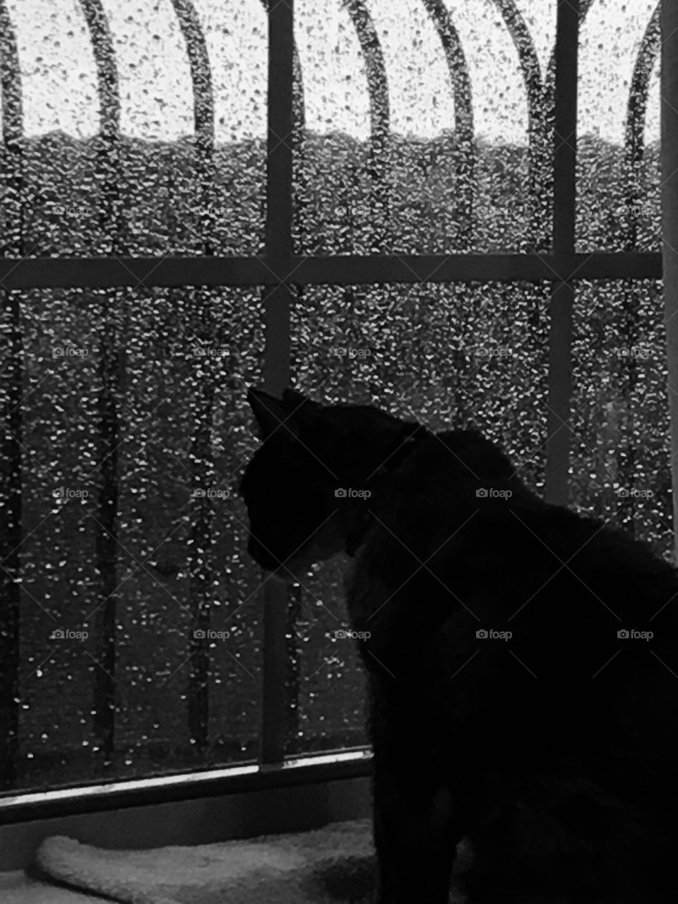 Rainy Day Cat