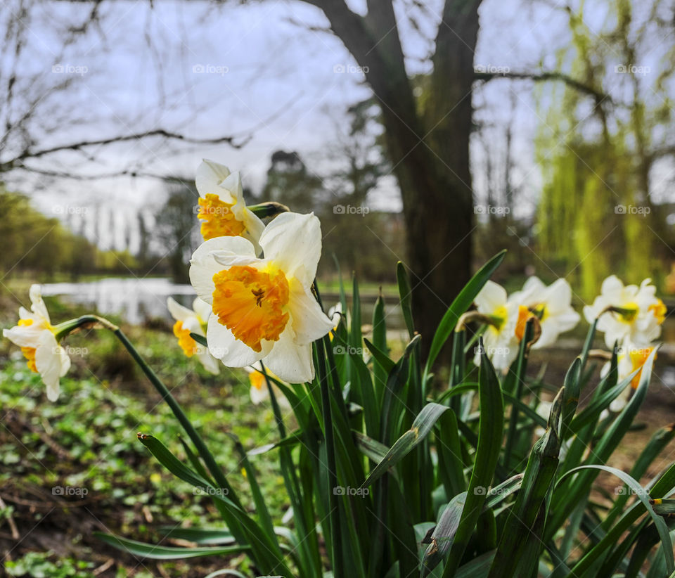 Daffodil. Garden 