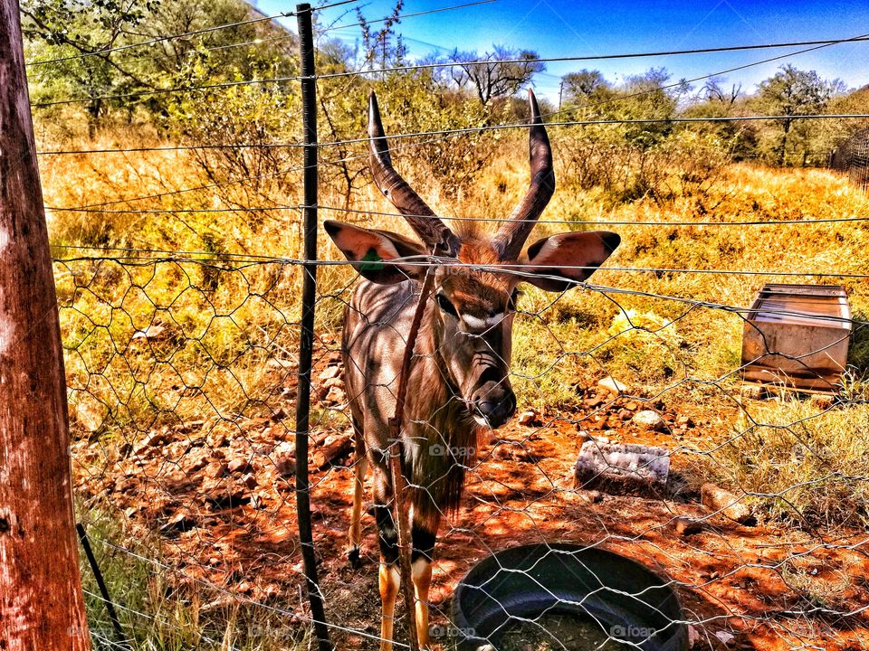 African Antelope - Kudu