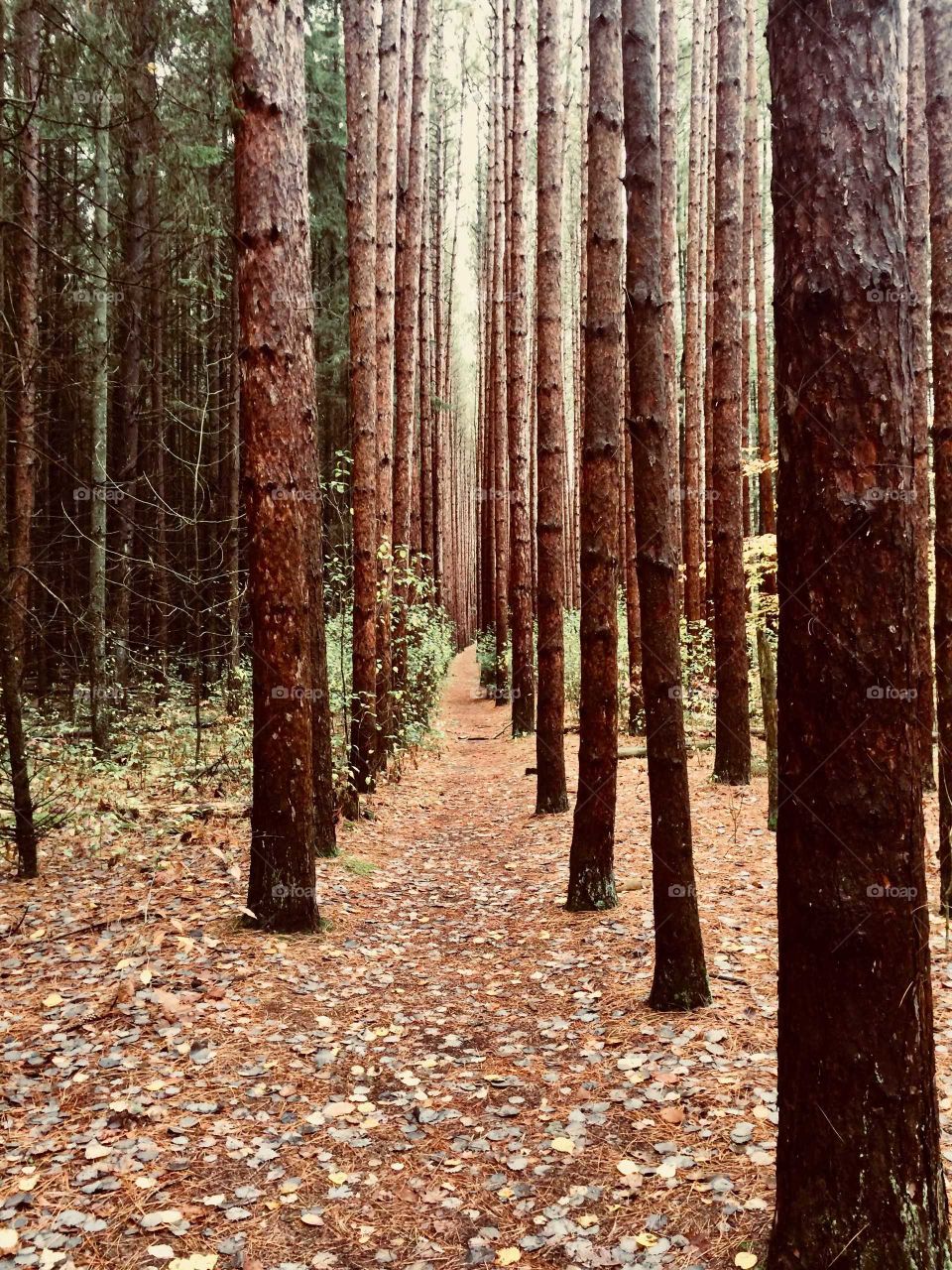 woods, nature, fall
