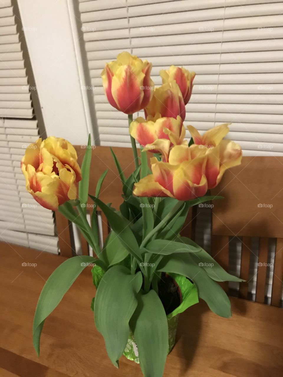 Spring coral and yellow tulips 