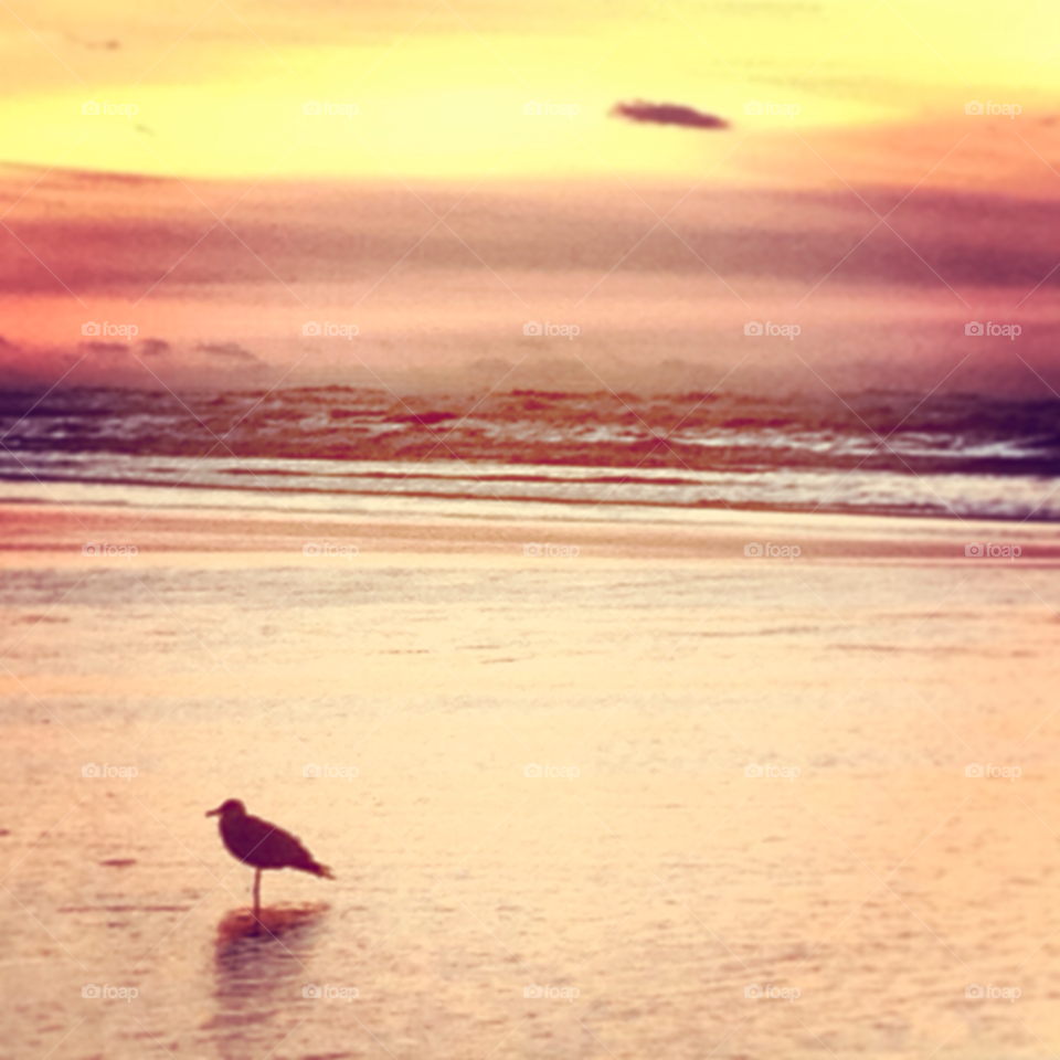 beach sunset seagull newport by cmcginley