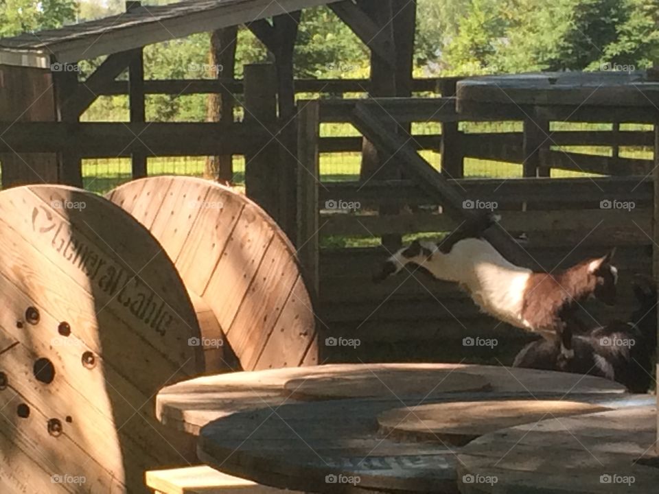 Goat jump