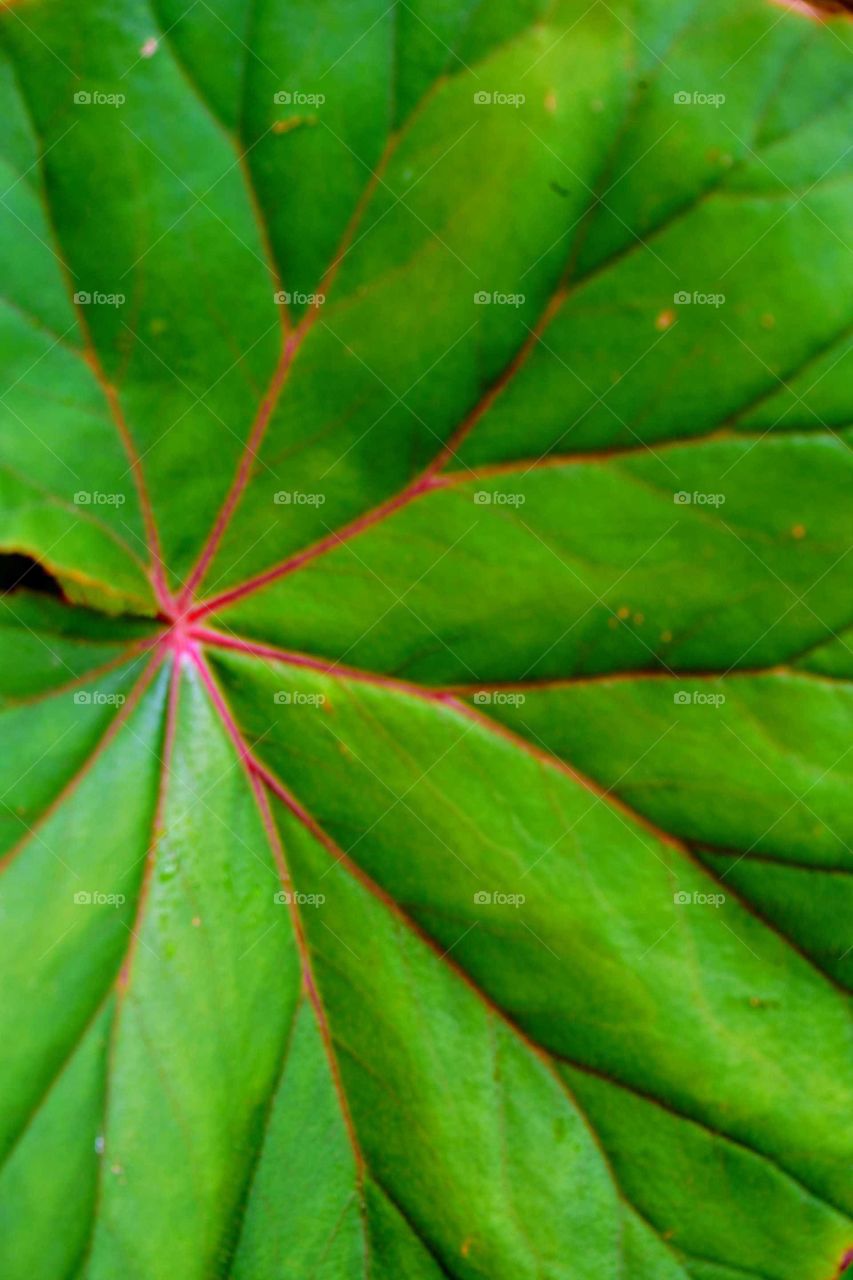 The leaf is a symbol of sincerity, because the leaf never hates the wind that makes it fall