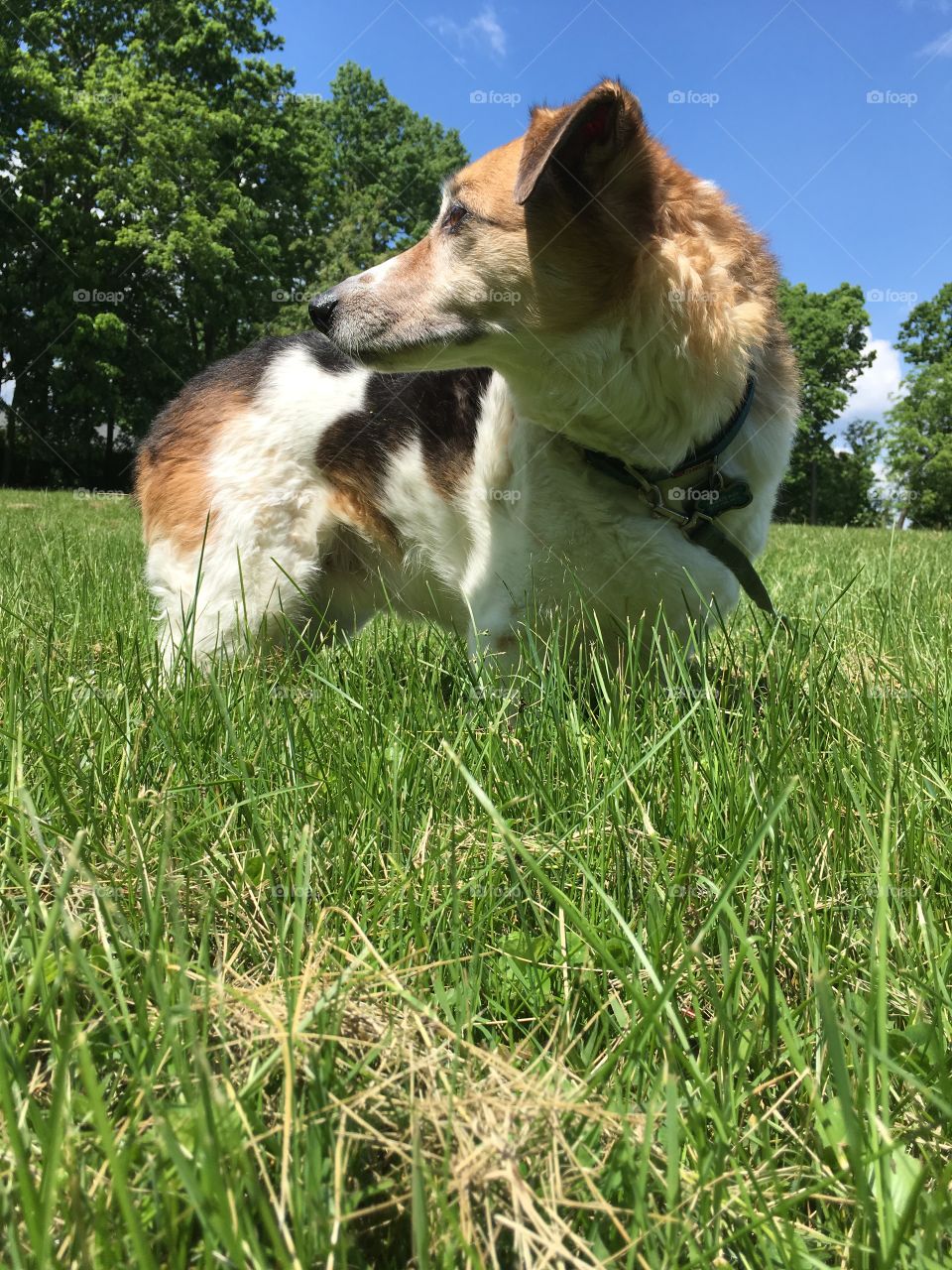 Watching closely what is going on during his park visit