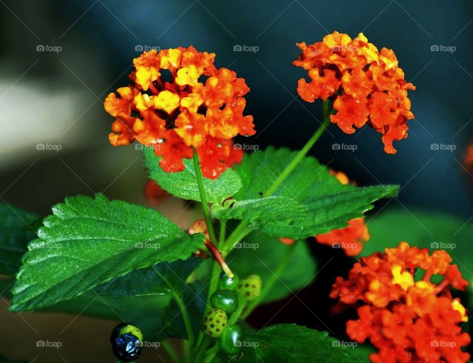 Orange Flowers