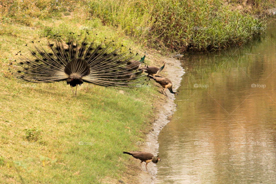 Magical is when you see a group of peacock dancing