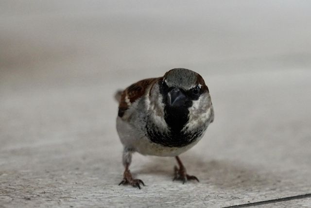 Sparrow 1