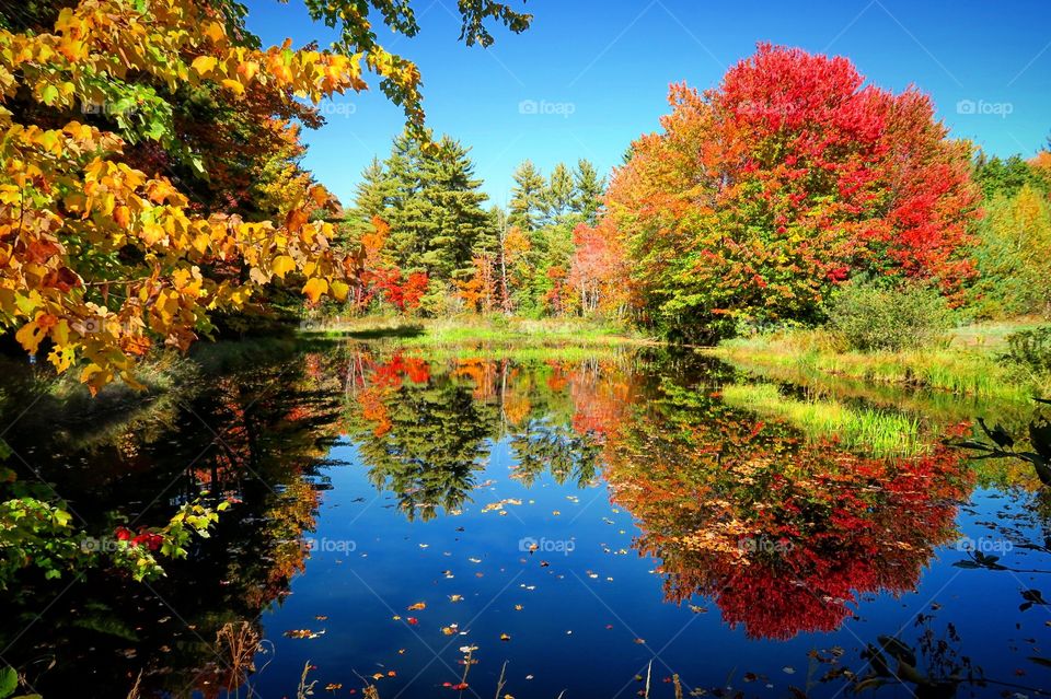 Fall colors with reflection on pond 