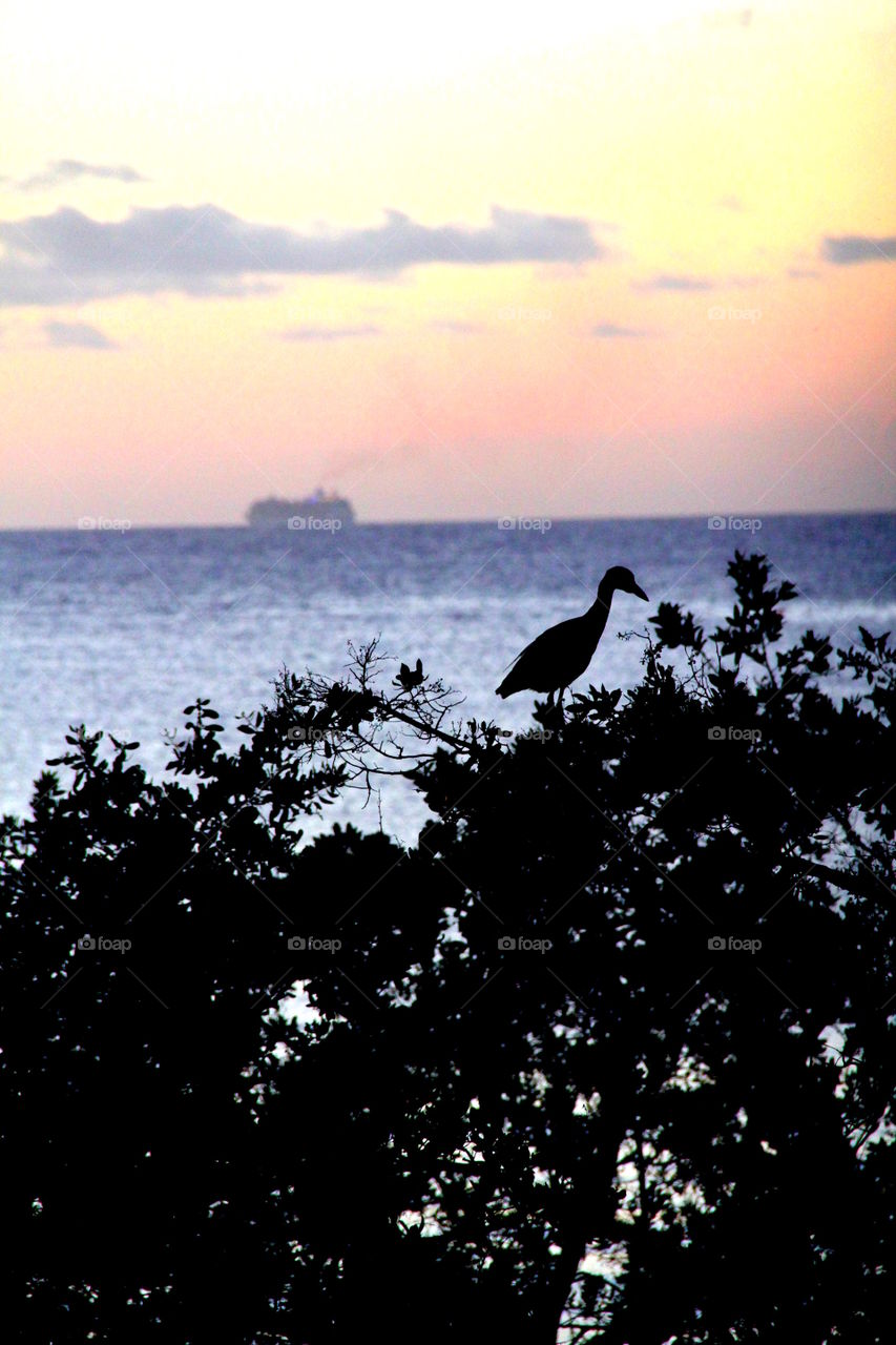 Bird at sunset