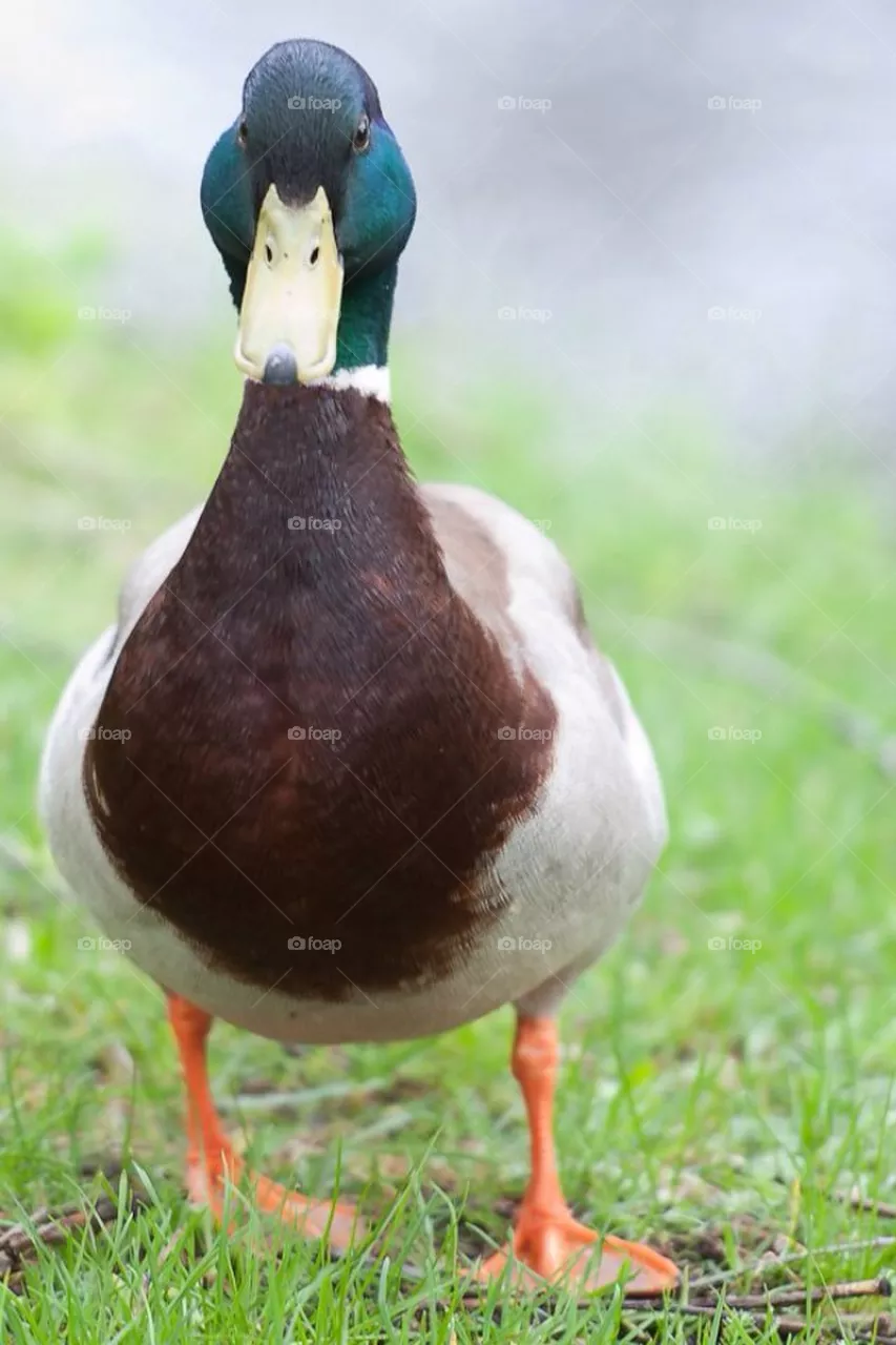 Bird