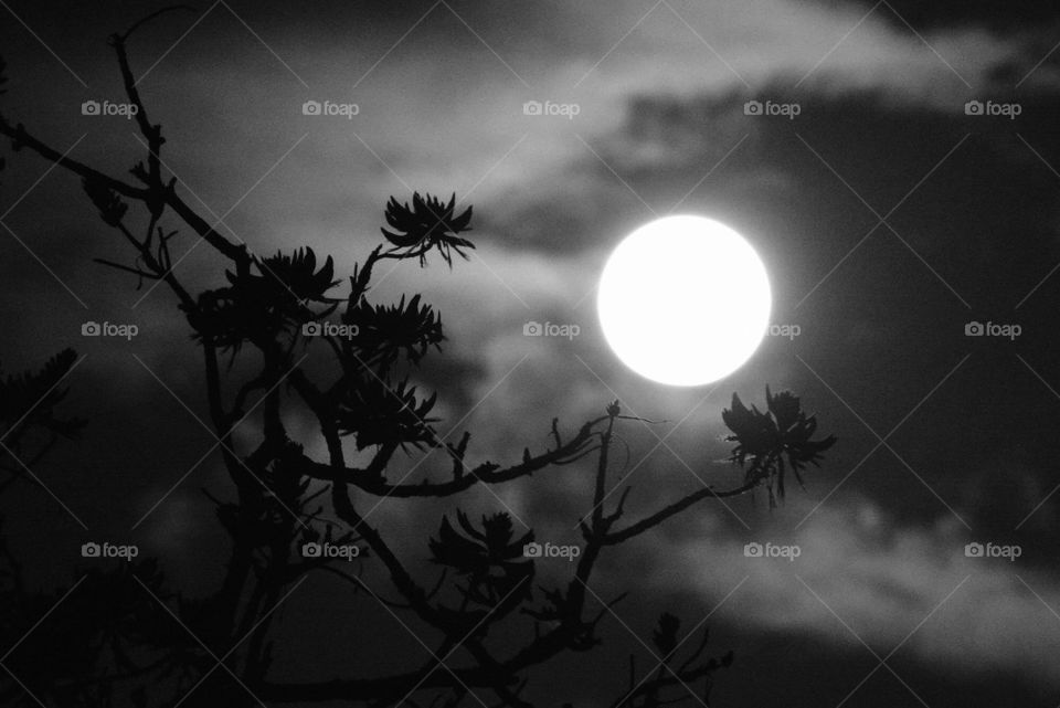 Black shadows of flowers and white moon
