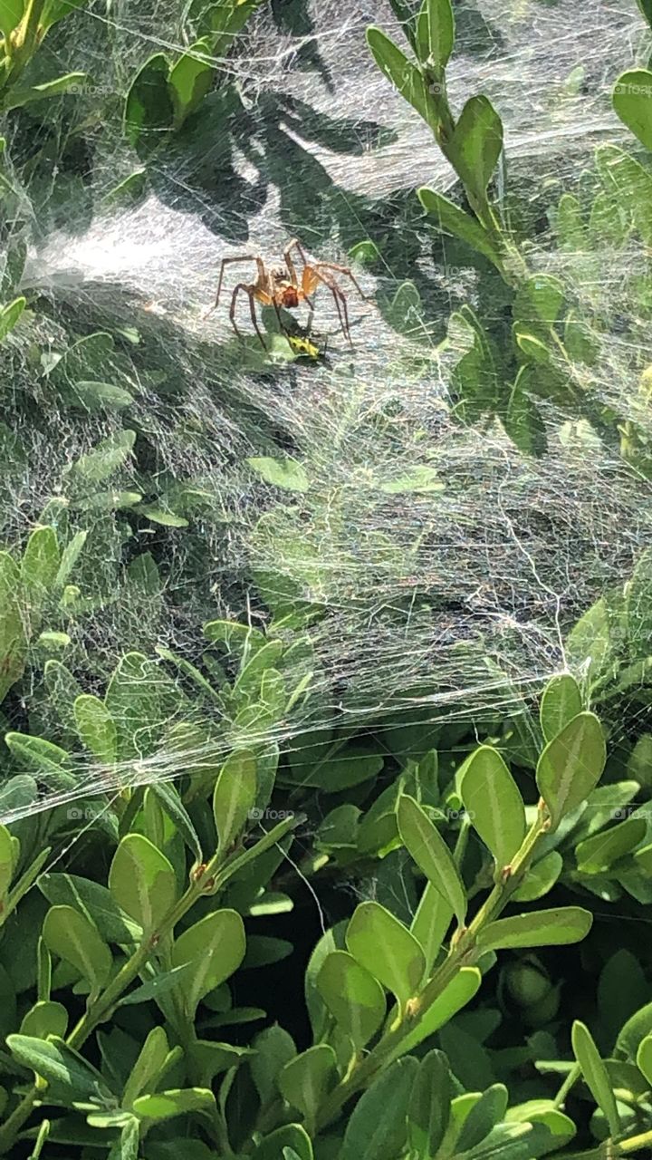 Walking in a spiderweb 