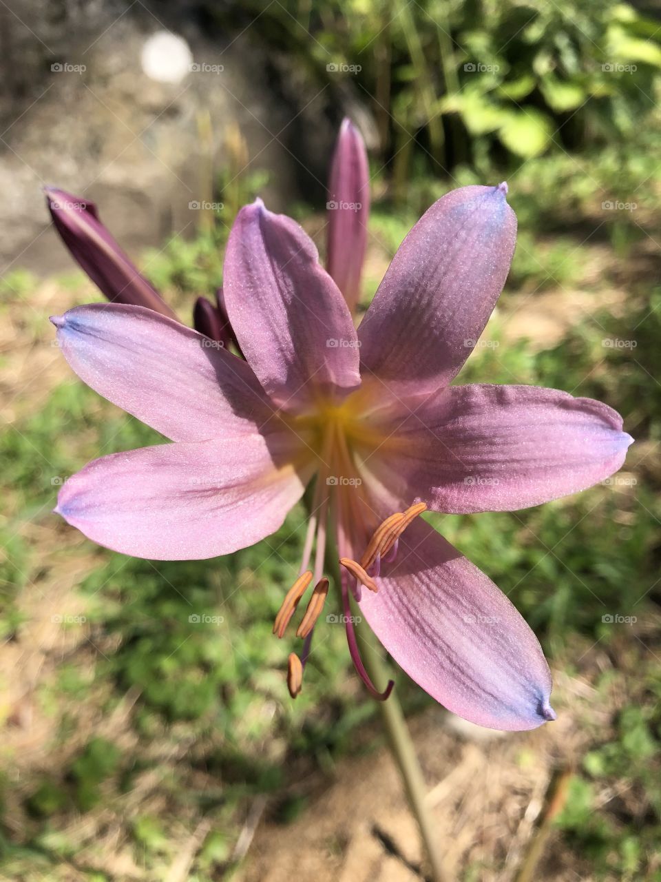Magic lily