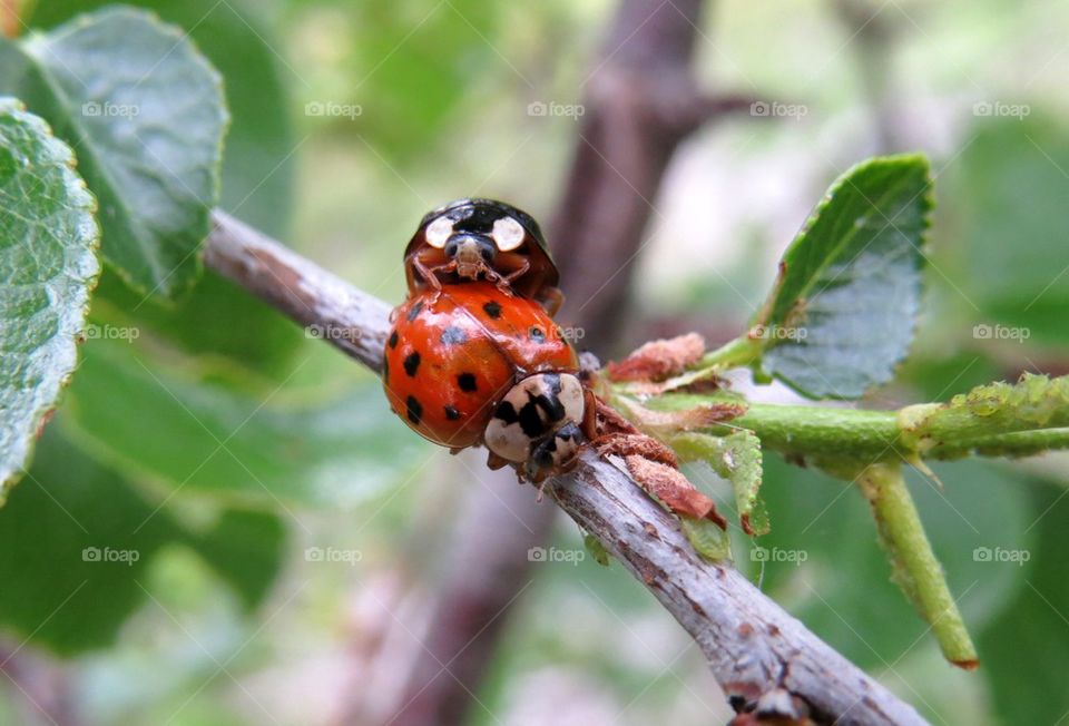 Harlequin ladybird