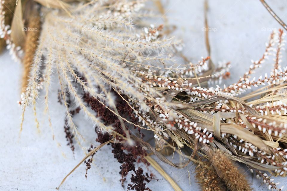 Winter beauty in nature’s detail on plants