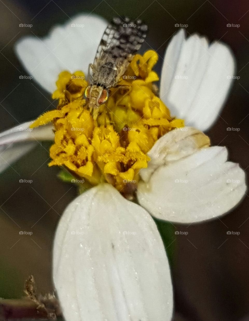 Insect, Nature, Flower, No Person, Summer