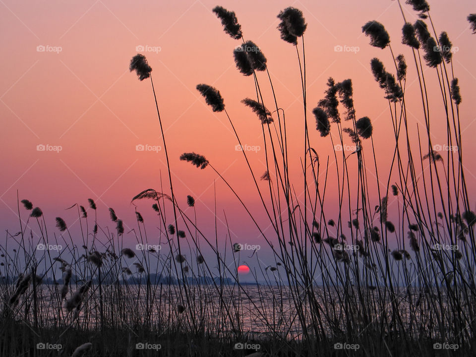 Sunset, sun between the grass