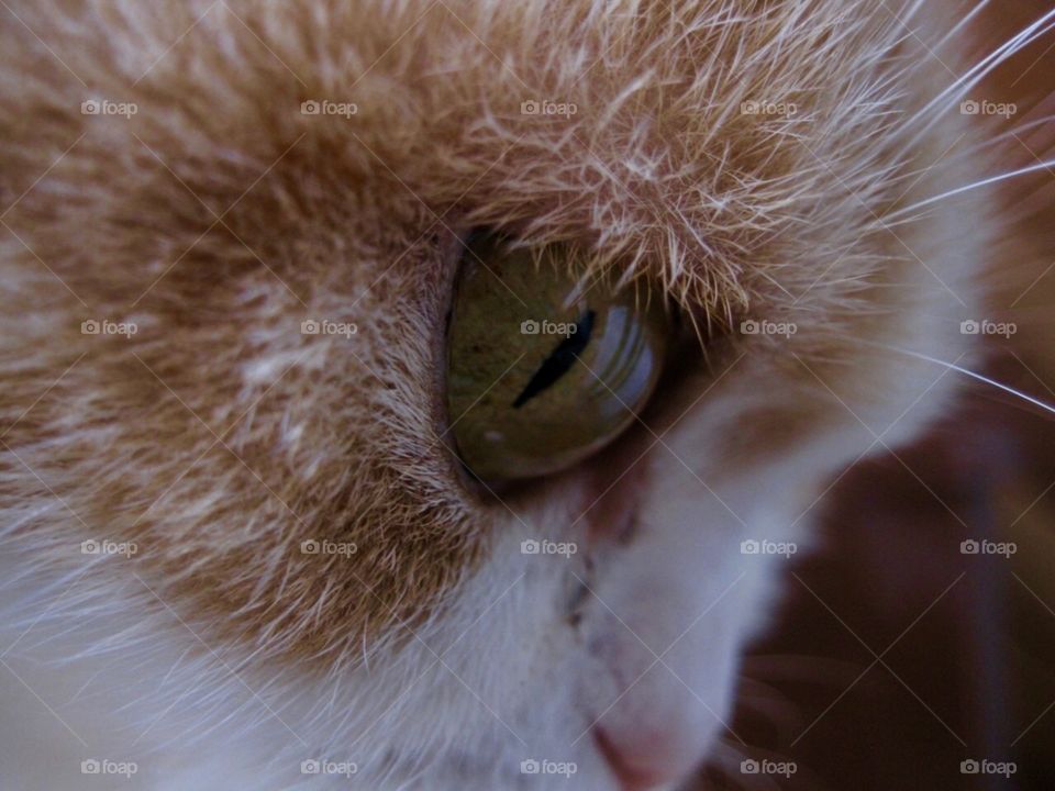 Cat’s-eye Close-up