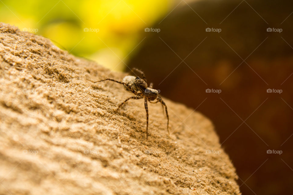 arachnid hunting at morning