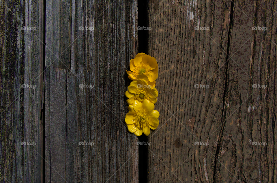 Yellow Buttercup flowers on wood background.