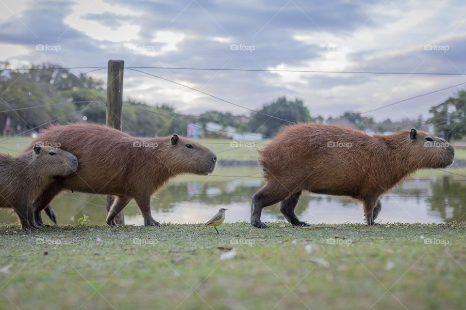 Pássaro entre capivaras