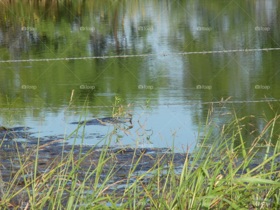pond water 💦. This is a great place to catch some big catfish that I visited over the weekend 🔥 💥 💨