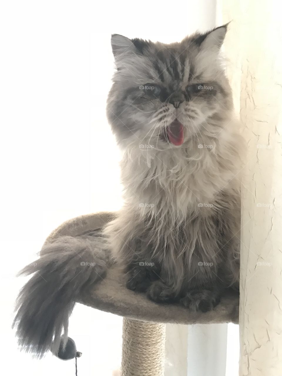 Timmi the persian cat tongue out