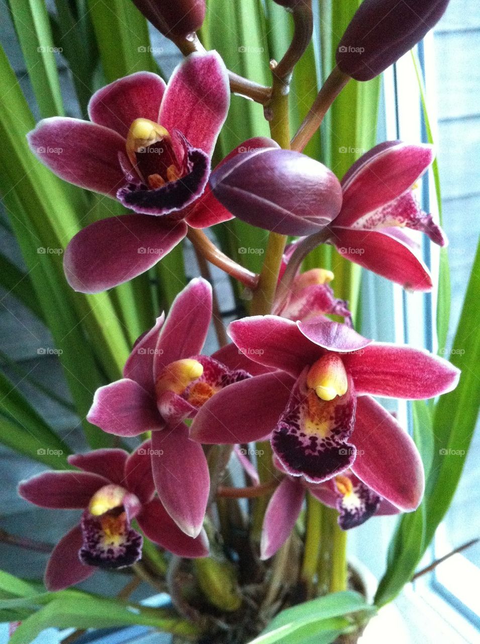 Orchid 