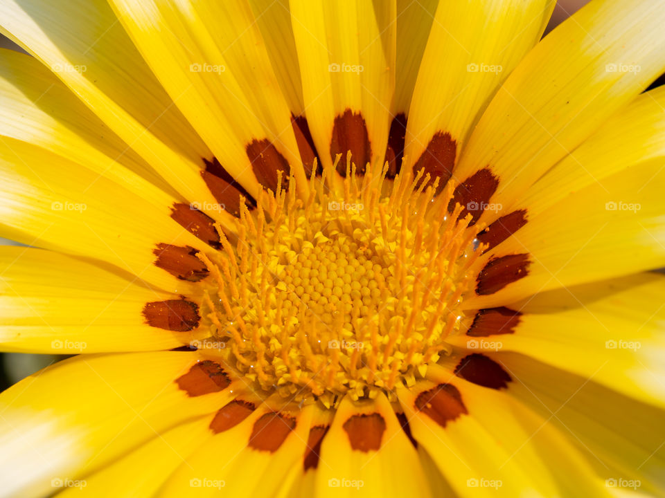 Pollen of Calendula