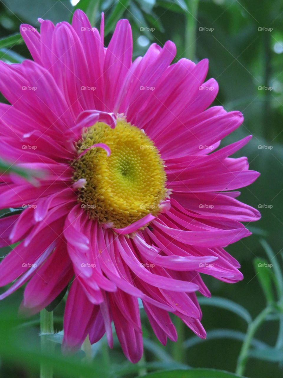 Joyful colors of spring