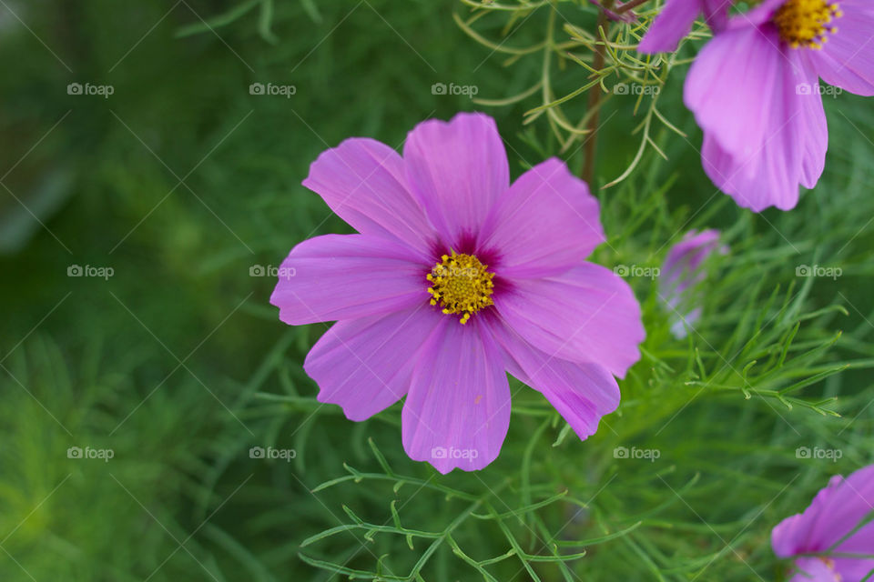 nature flower macro purple by bonde