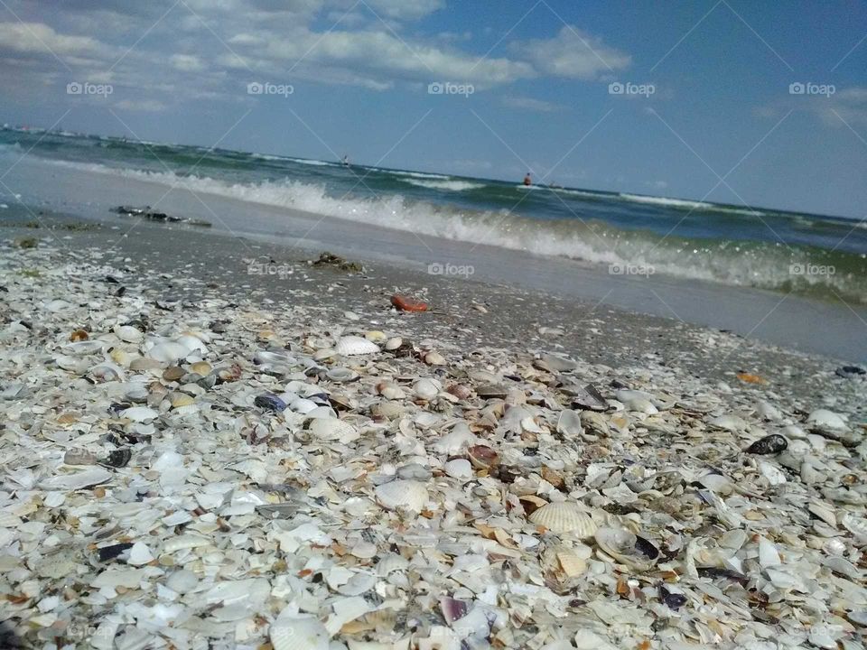 Shells on the beach
